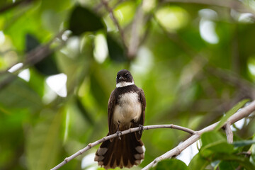Sunda Pied Fantail