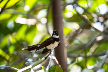 Sunda Pied Fantail