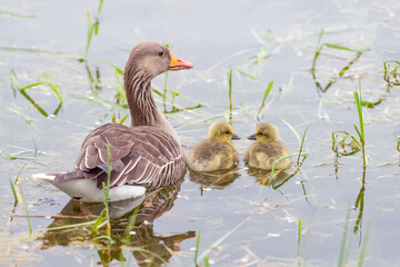 Gänsefamilie