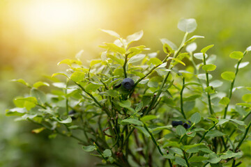 Blueberry plant with blueberry fruit in nature in european wild forest. Summer uncultivated forest fruit - vaccinium myrtillus. - obrazy, fototapety, plakaty