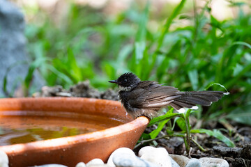 Sunda Pied Fantail