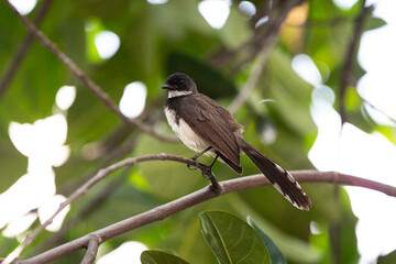 Sunda Pied Fantail