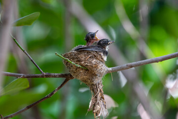 Sunda Pied Fantail
