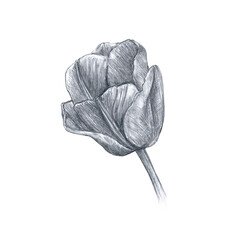 Tulip bud drawn in pencil