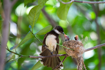 Sunda Pied Fantail