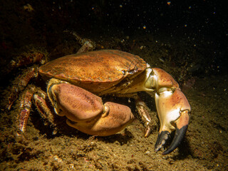 A closeup picture of a Cancer pagurus, also known as edible crab or brown crab. Picture from the Weather Islands, Sweden