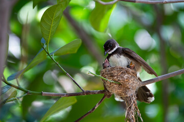 Sunda Pied Fantail