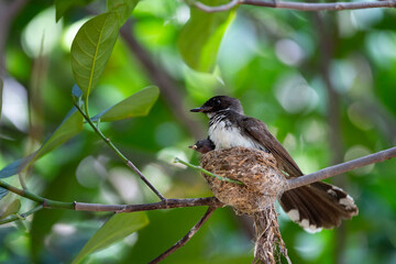Sunda Pied Fantail
