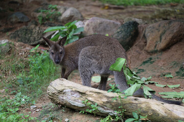 The baby kangaroo is stay and eat grass in garden