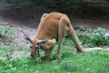 The kangaroo is stay and eat grass in garden