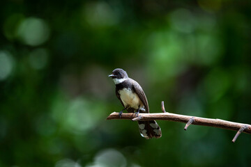 Sunda Pied Fantail