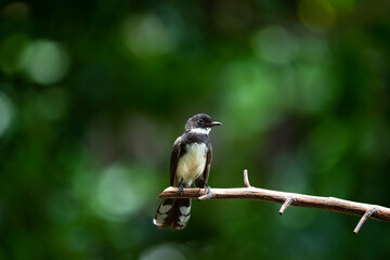 Sunda Pied Fantail