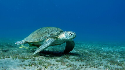 Obraz na płótnie Canvas Big Green turtle on the reefs of the Red Sea.