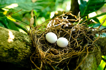 Eggs of spotted dove in the nest on the branches of coffee plant