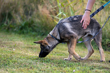 A four-month-old German Shepherd puppy in tracking training. Green grass in the background