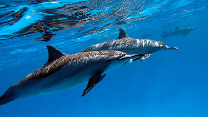 Fototapeta premium Dolphins. Spinner dolphin. Stenella longirostris is a small dolphin that lives in tropical coastal waters around the world.