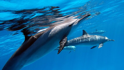 Dolphins. Spinner dolphin. Stenella longirostris is a small dolphin that lives in tropical coastal...