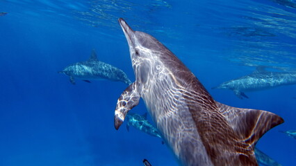 Obraz premium Dolphins. Spinner dolphin. Stenella longirostris is a small dolphin that lives in tropical coastal waters around the world. 
