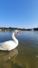 Fototapeta na wymiar Swan in spring, beautiful waterfowl Swan on the lake in the spring, lake or river with a Swan