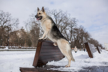 East European Shepherd dog in winter