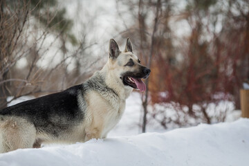 Naklejka premium East European Shepherd dog in winter