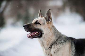 East European Shepherd dog in winter