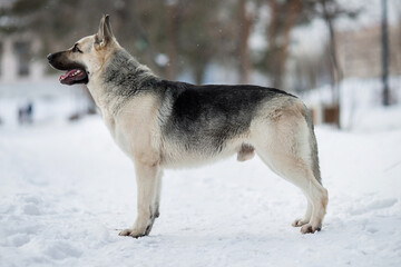 East European Shepherd dog in winter