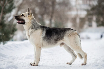 East European Shepherd dog in winter