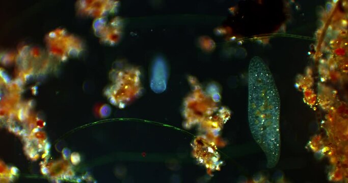 Microscopic microorganism Paramecium Caudatum in a drop of water microcosmic background. 3 different magnification levels 80x , 200x , 800x