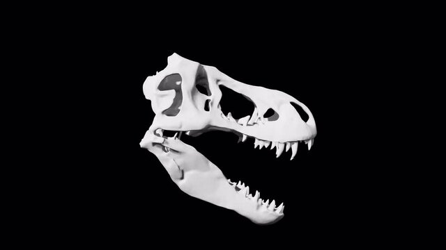 Dinosaur Skull Sculpture Glitch Rotation Loop Animation 4K UHD on Transparetn Background