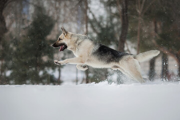 Fototapeta na wymiar East European Shepherd dog in winter