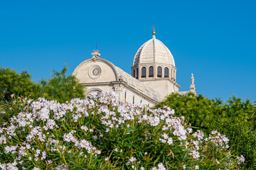 Fototapeta na wymiar View of the St James cathedral at city of Sibenik, Croatia. Beautiful oleander bush in bloom in foreground. Summer weather, blue sky.