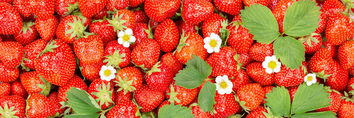 Strawberries berries fruits strawberry berry fruit from above with leaves and blossoms panorama
