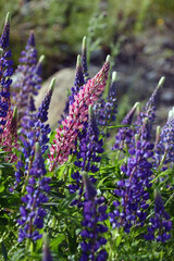 flowers in the garden