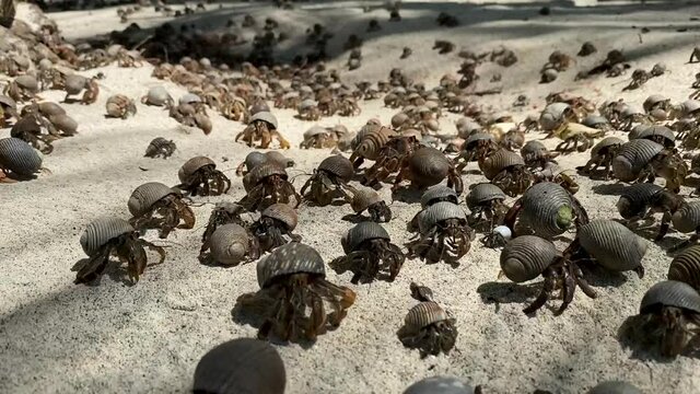Hundreds of moving hermit crabs at panamanian beach