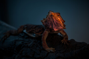 Portrait of Pogona lizard Dark and dramatic style image