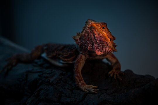 Portrait of Pogona lizard Dark and dramatic style image