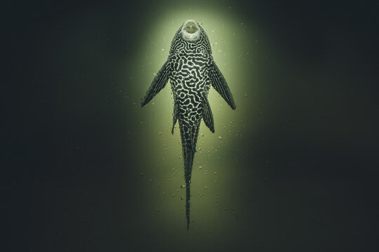 Portrait of a cleaner fish Dark and dramatic style image