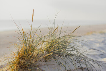 dunes with grass against ocean - Powered by Adobe