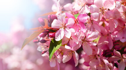 Fototapeta na wymiar Cherry blossoms on a sunny spring day close-up. Flowers of spring