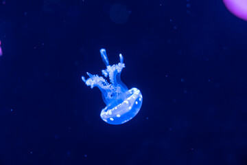 Obraz na płótnie Canvas Colorful jellyfish at the aquarium