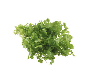 Obraz premium Chinese coriander