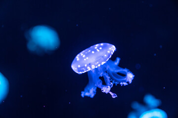 Naklejka na ściany i meble Colorful jellyfish at the aquarium