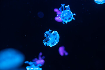 Naklejka na ściany i meble Colorful jellyfish at the aquarium