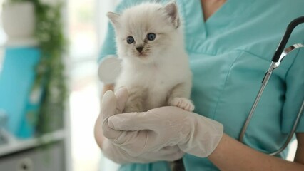 Ragdoll kitten sitting on hands of veterinarian doctor in the vet clinic and meows. Specialist holding fluffy purebred kitty cat