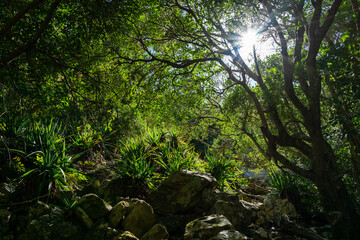 Sunlight through tree branches