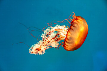 Colorful jellyfish at the aquarium - obrazy, fototapety, plakaty