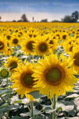 Sunflowers in the field on a sunny day with a natural background. Selective focus