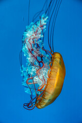 Colorful jellyfish at the aquarium