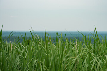 Green long grass showing pure and free emotion,
 outdoor on blue sky background.